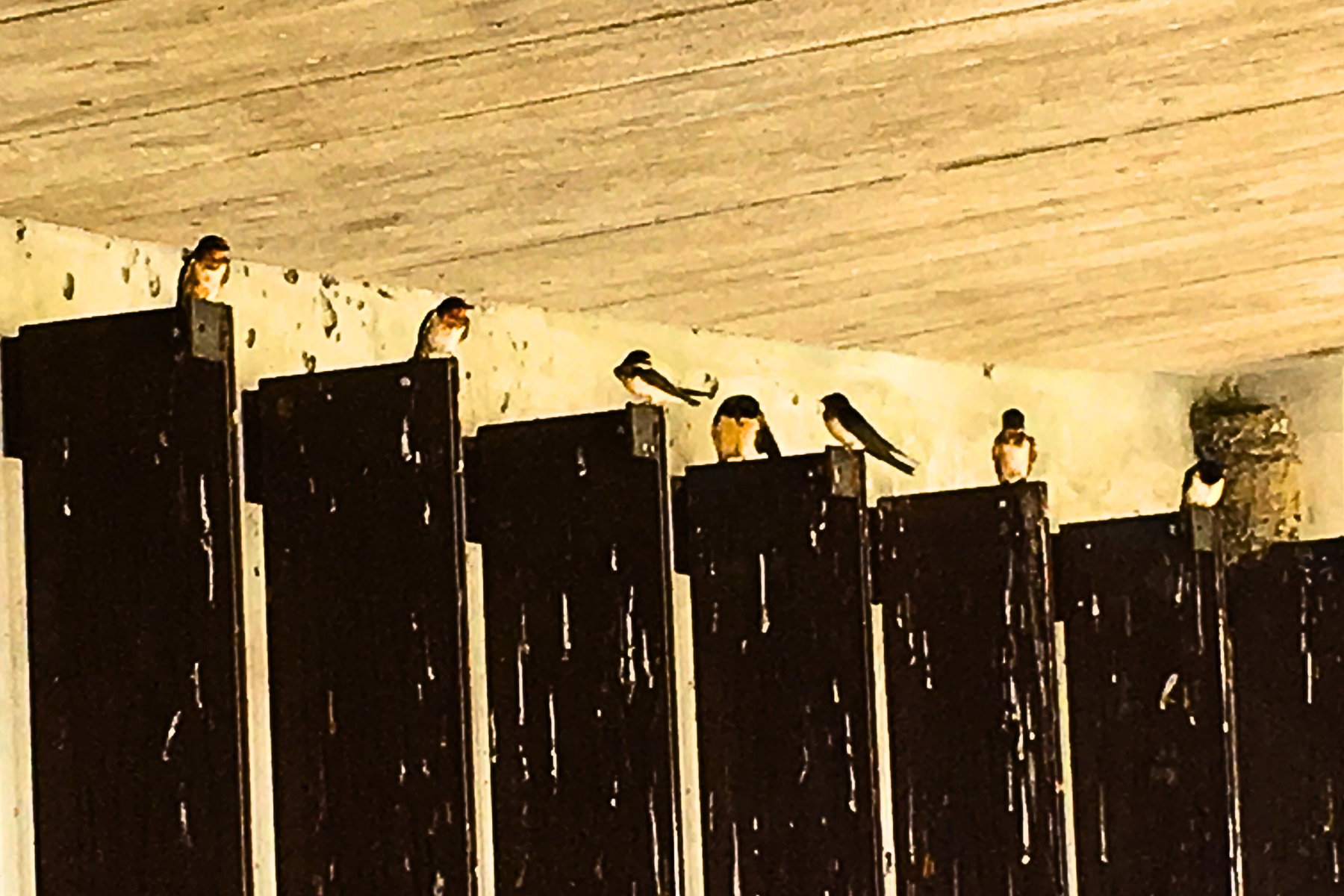 Swallows sit on a row of metal beams guarding their nests
